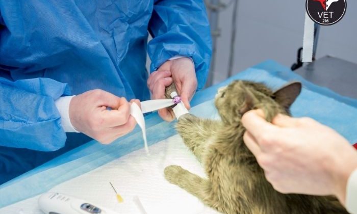 Kedi Kısırlaştırma Hizmeti ve Fiyatları 2024